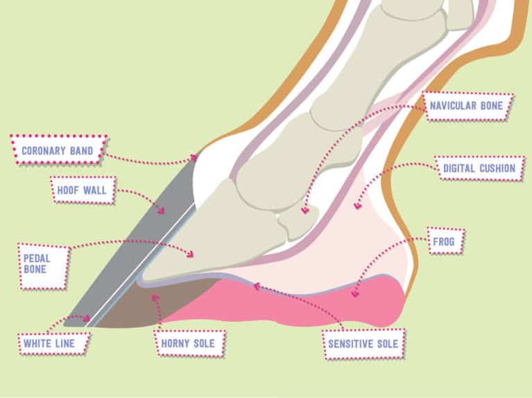 Anatomy of a hoof diagram