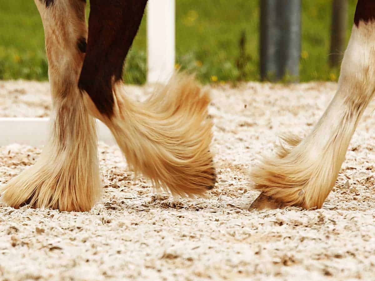 How to Groom Your Horse's Tail - Young Rider Magazine